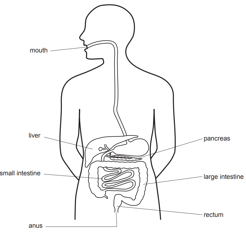 [Figure: Diagram of the human digestive system with the mouth, liver, small intestine, pancreas, large intestine, rectum, and anus labelled]