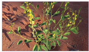 Photograph of a green flowering plant growing in reddish-brown soil containing low-grade copper ore, illustrating the plants used to absorb and concentrate copper in phytomining.