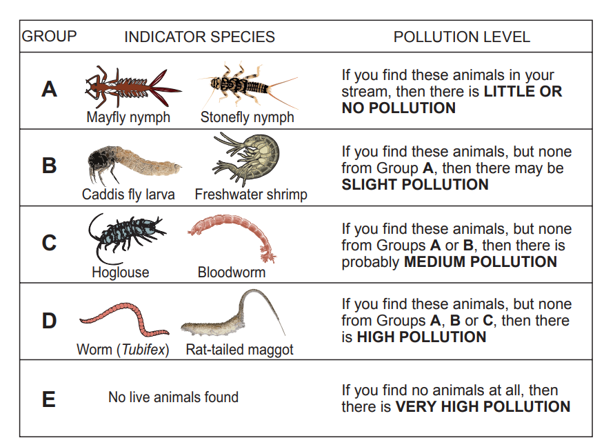 [Figure: Chart showing indicator species (Mayfly nymph, Caddis fly larva, Freshwater shrimp, Stonefly nymph, Hoglouse, Bloodworm, Worm (Tubifex), Rat-tailed maggot) grouped into pollution level groups A-E: Group A = little or no pollution, Group B = slight pollution (if none from A), Group C = medium pollution (if none from A or B), Group D = high pollution (if none from A, B or C), Group E = very high pollution (no live animals found)]