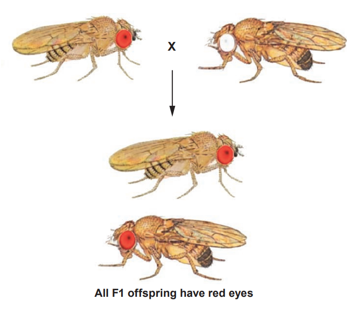 [Figure: Diagram showing a cross between a red-eyed fly and a white-eyed fly (labelled X), with the resulting F1 offspring shown; a note states all F1 offspring have red eyes]