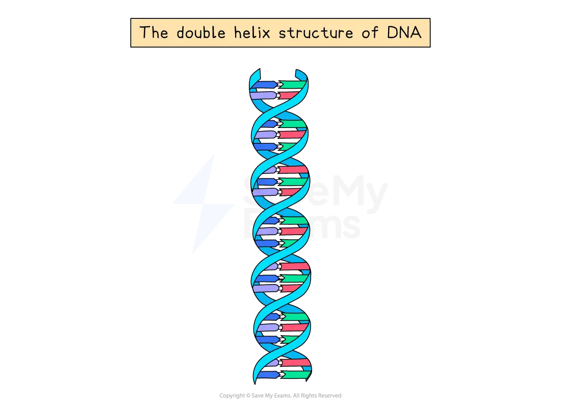 Diagram titled “The double helix structure of DNA”, showing two DNA strands twisting around each other, with paired nucleotide bases forming the rungs and the sugar-phosphate backbones on the outside.