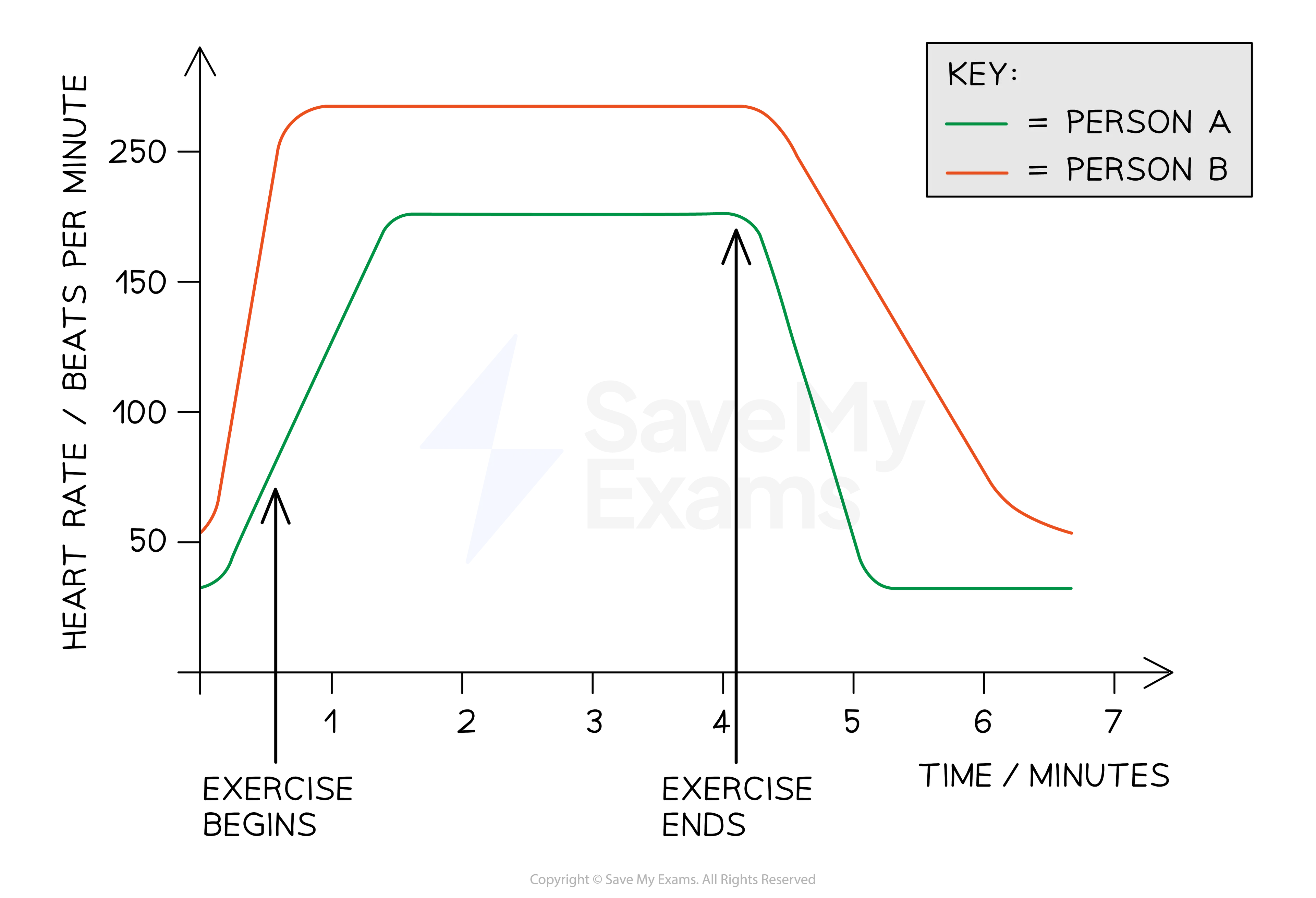 Line graph of breathing rate against time: Person A rises from 30 to 180 breaths per minute during exercise, then rapidly recovers; Person B rises from 55 to 270 and remains elevated longer after exercise ends at 4 minutes.