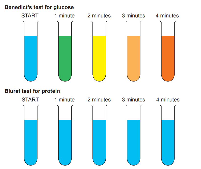 [Figure: Photographs showing the Benedict's test for glucose (start, 1 minute, 2 minutes, 3 minutes, 4 minutes) — colour progressively changes from blue towards brick-red over time; and the Biuret test for protein (start, 1 minute, 2 minutes, 3 minutes, 4 minutes) — colour remains unchanged (no protein detected) at all time points]