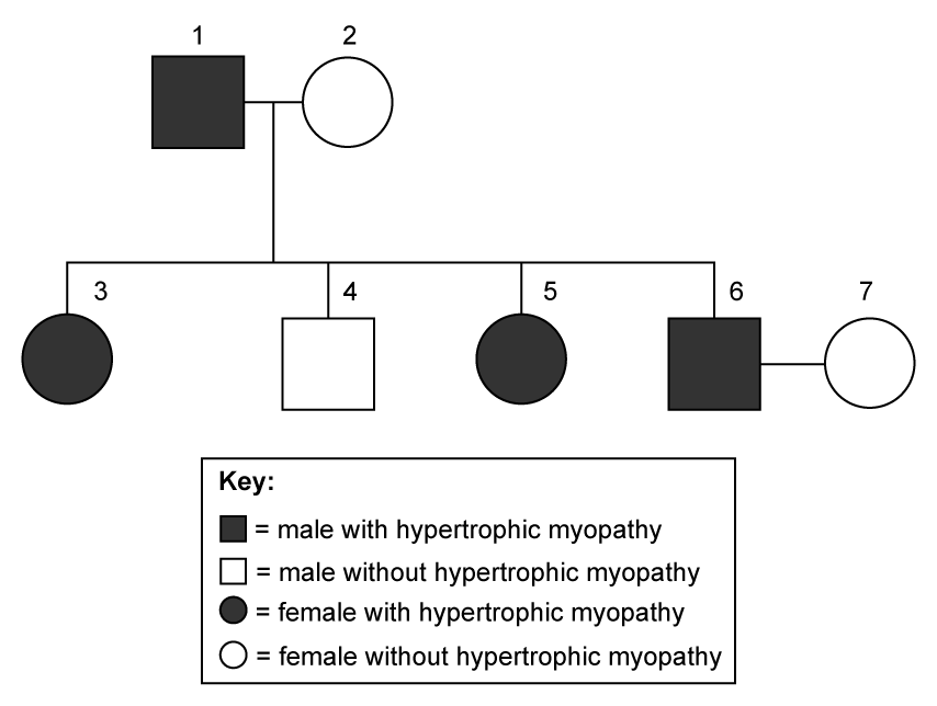 Family pedigree chart for hypertrophic myopathy in cats. Individual 1, an affected male, is paired with individual 2, an unaffected female. Their four offspring are individual 3, an affected female, individual 4, an unaffected male, individual 5, an affected female, and individual 6, an affected male. Individual 6 is paired with individual 7, an unaffected female. A key shows a filled square as a male with hypertrophic myopathy, an unfilled square as a male without hypertrophic myopathy, a filled circle as a female with hypertrophic myopathy and an unfilled circle as a female without hypertrophic myopathy.