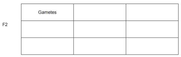 [Figure: Blank Punnett square grid with rows/columns labelled 'Gametes' for completion, and an 'F2' row for offspring genotypes]
