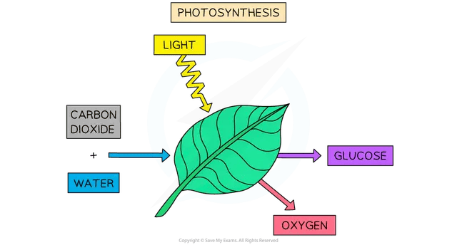 Diagram of photosynthesis: light shines on a leaf, while carbon dioxide and water enter; arrows show glucose and oxygen being produced and leaving the leaf.