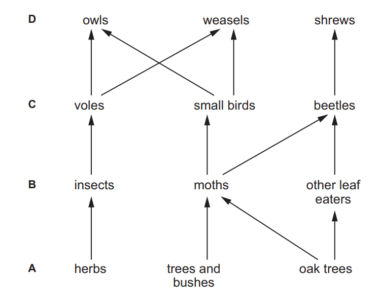 [Figure: Food web diagram for a woodland showing oak trees, trees and bushes, herbs (trophic level A - producers) connected to beetles, insects, moths, other leaf eaters (trophic level B - primary consumers), connected to shrews, voles, small birds (trophic level C - secondary consumers), connected to owls, weasels (trophic level D - tertiary consumers)]