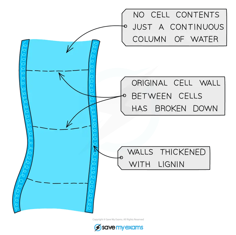 Diagram of a xylem vessel showing a continuous column of water with no cell contents, broken-down original cell walls between cells, and walls thickened with lignin.