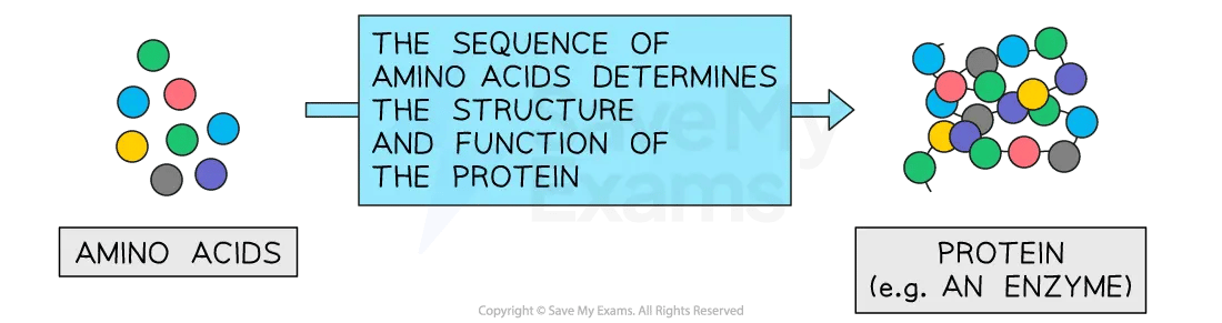 Diagram showing amino acids joining in a specific sequence to form a protein, such as an enzyme; the sequence determines the protein’s structure and function.