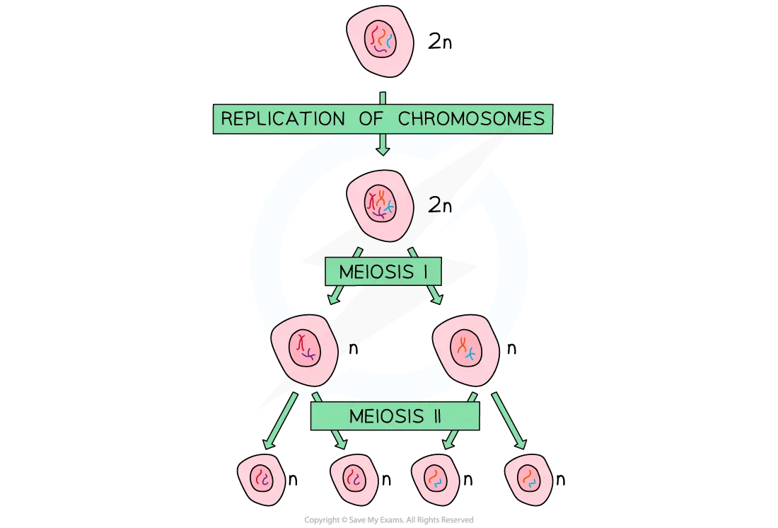 Flow diagram of meiosis: a diploid 2n cell replicates its chromosomes, undergoes meiosis I to form two haploid n cells, then meiosis II to produce four haploid n cells.