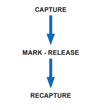 [Figure: Diagram illustrating the capture-mark-release-recapture method in three steps: CAPTURE, MARK-RELEASE, RECAPTURE]