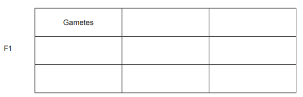 [Figure: Blank Punnett square grid with rows/columns labelled 'Gametes' for completion, and an 'F1' row for offspring genotypes]