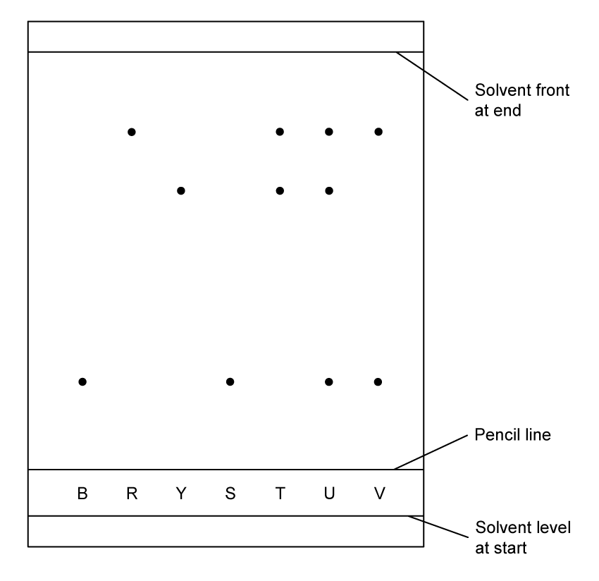 A chromatogram. A pencil line runs across near the bottom and the solvent front near the top, with the solvent level at the start marked below the pencil line. Seven lanes are labelled below the pencil line: B, R, Y, S, T, U and V. B has one spot low down. R has one spot high up. Y has one spot a little below R's. S has one spot level with B's. T has two spots, level with R's and Y's. U has three spots, level with R's, Y's and B's. V has two spots, level with R's and B's.