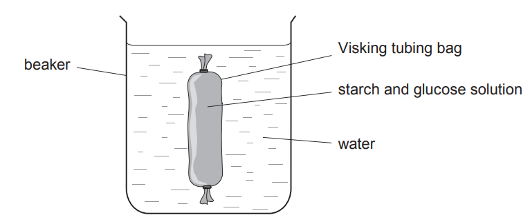 [Figure: Diagram of a Visking tubing bag containing starch and glucose solution, suspended in a beaker of water]