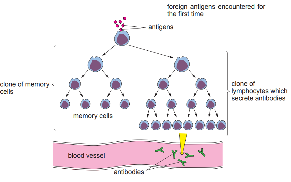 [Figure: Diagram showing foreign antigens encountered for the first time, leading via a blood vessel to a clone of lymphocytes which secrete antibodies, and a clone of memory cells which remain as memory cells]