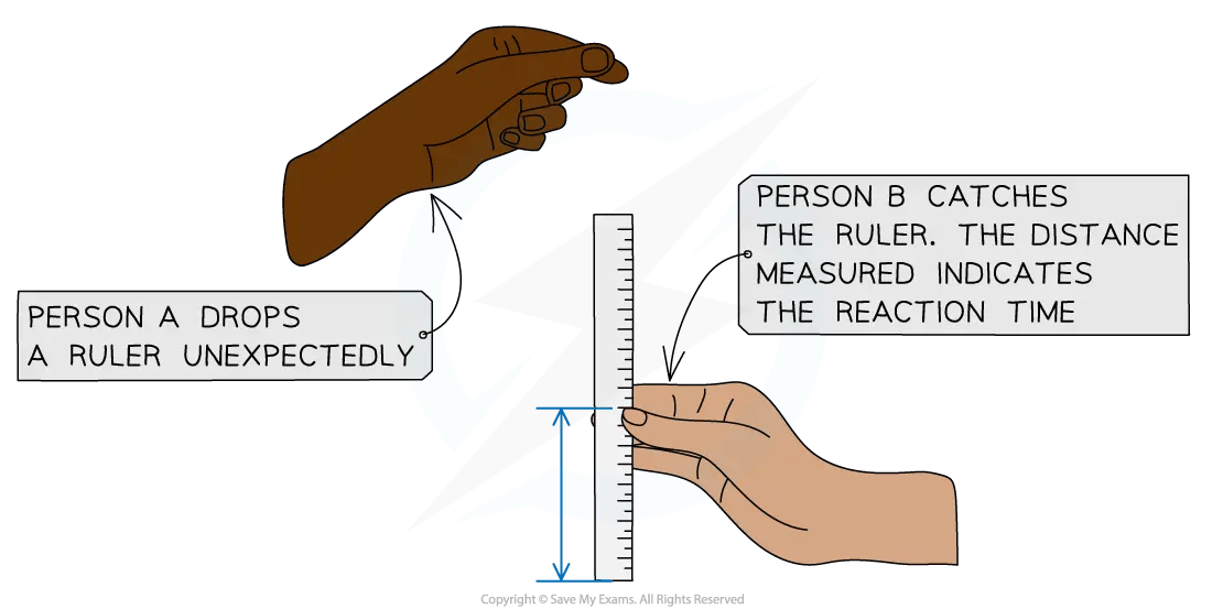 Diagram of a ruler-drop reaction-time test: Person A drops a vertical ruler unexpectedly, while Person B catches it between thumb and forefinger. The distance the ruler falls indicates Person B’s reaction time.