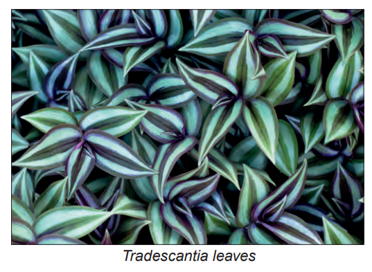 [Figure: Photograph of Tradescantia leaves, showing green and white variegated colouring]