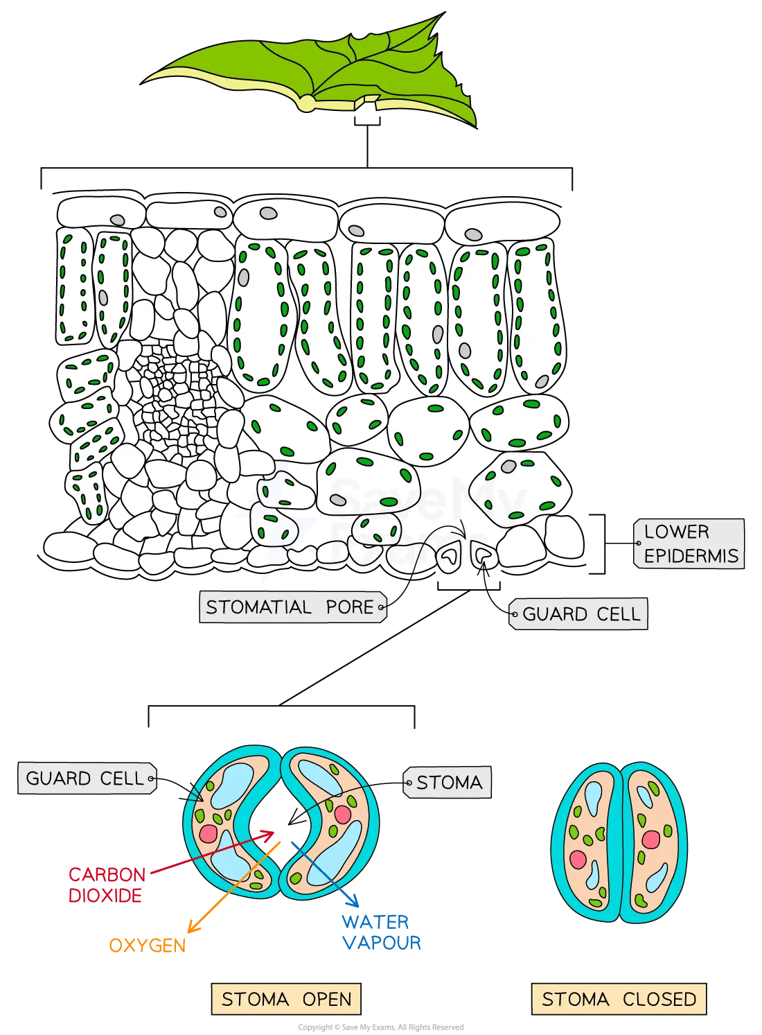 Diagram of a leaf cross-section showing the lower epidermis, stomatal pore and guard cells among mesophyll layers. Enlarged stomata show an open pore exchanging carbon dioxide, oxygen and water vapour, and a closed pore.