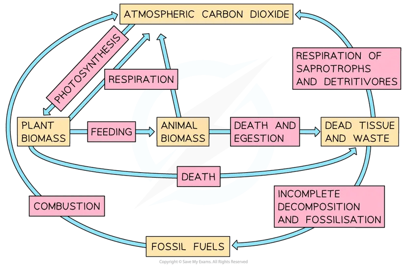 Carbon-cycle flow diagram: carbon dioxide moves to plant biomass by photosynthesis, to animal biomass by feeding, and back by respiration; death and waste form dead tissue, while fossilisation forms fossil fuels and combustion returns carbon dioxide.