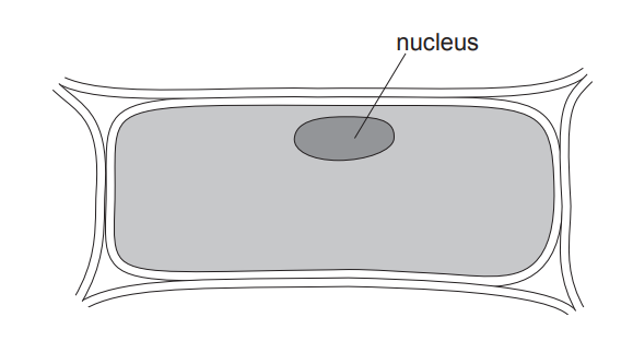 [Figure: Simple drawing of a single plant cell with only the nucleus labelled]