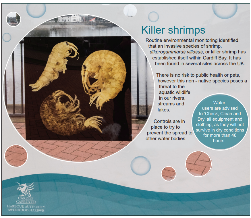 Killer shrimps

Routine environmental monitoring identified that an invasive species of shrimp, dikerogammarus villosus, or killer shrimp has established itself within Cardiff Bay. It has been found in several sites across the UK.

There is no risk to public health or pets, however this non-native species poses a threat to the aquatic wildlife in our rivers, streams and lakes.

Controls are in place to try to prevent the spread to other water bodies.

Water users are advised to 'Check, Clean and Dry' all equipment and clothing, as they will not survive in dry conditions for more than 48 hours.