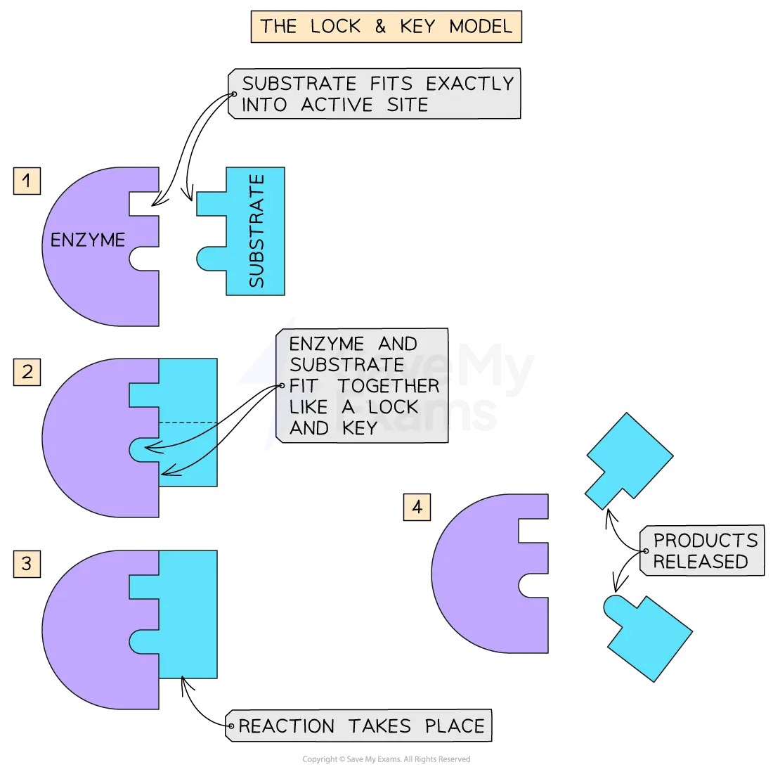 Four-stage “Lock & Key Model”: enzyme and substrate approach, fit together at the active site, react, then the enzyme releases two products unchanged. Labels read “substrate fits exactly into active site” and “reaction takes place”.