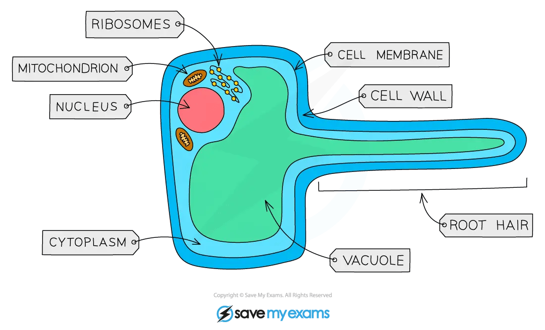 Diagram of a root hair cell, showing the long root hair extension and labelled cell wall, cell membrane, cytoplasm, large vacuole, nucleus, mitochondrion and ribosomes.
