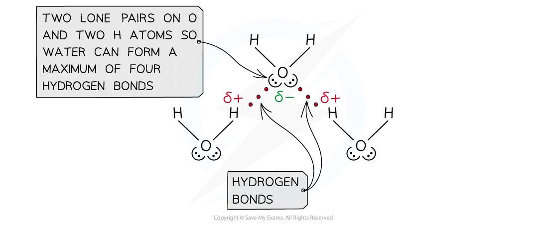 Diagram showing a water molecule whose two lone pairs on oxygen each form a hydrogen bond with a neighbouring water molecule.