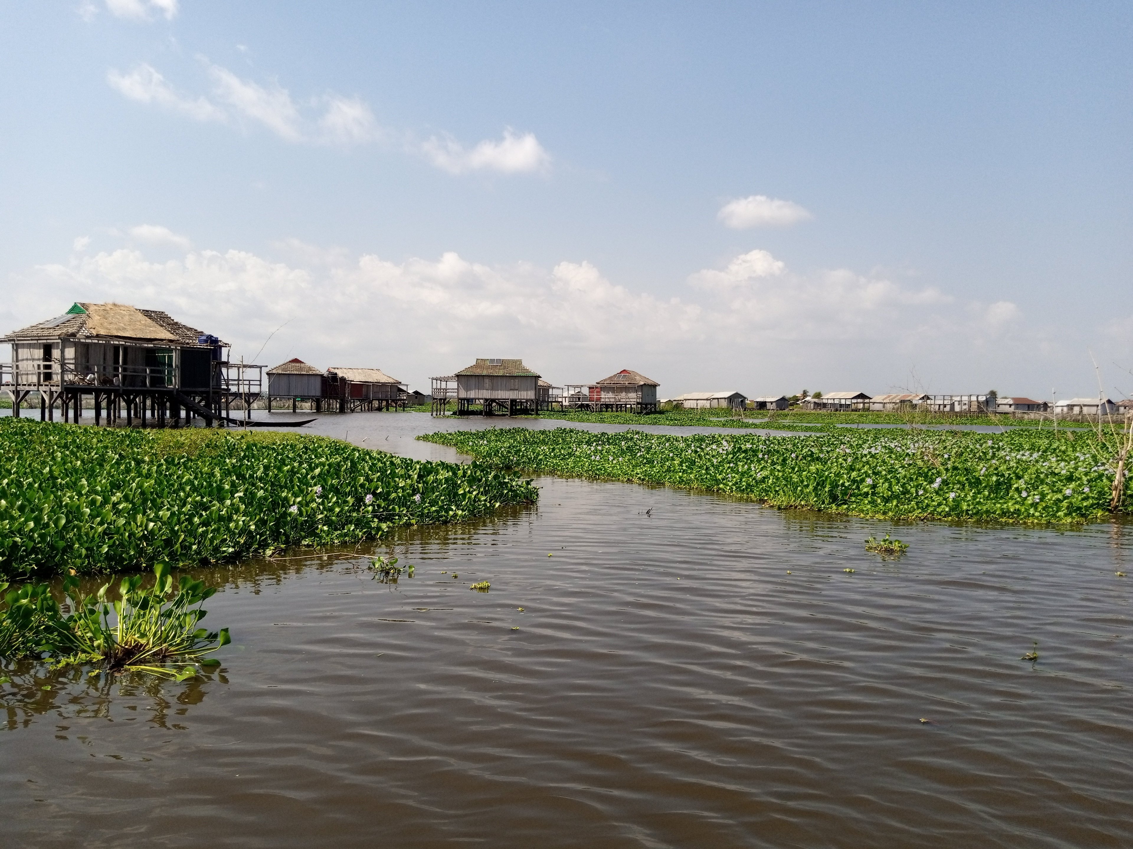 Water hyacinth on a river