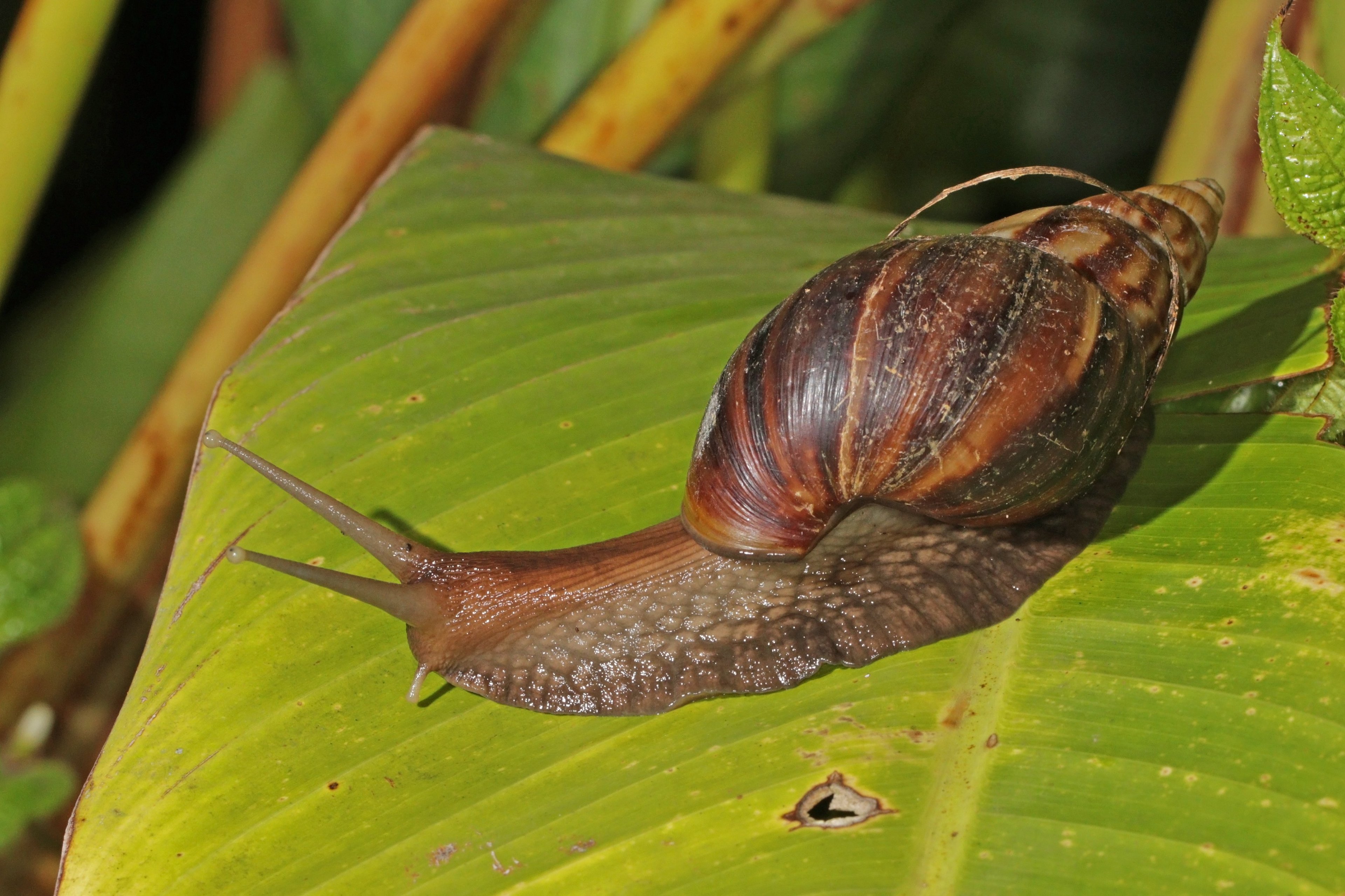 Giant African Land Snail on a leaf