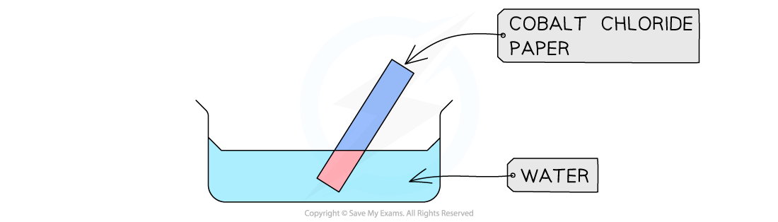 A strip of cobalt chloride paper dipped into a trough of water. The part of the strip above the water line is blue and the part below it has turned pink, showing the colour change in the presence of water.
