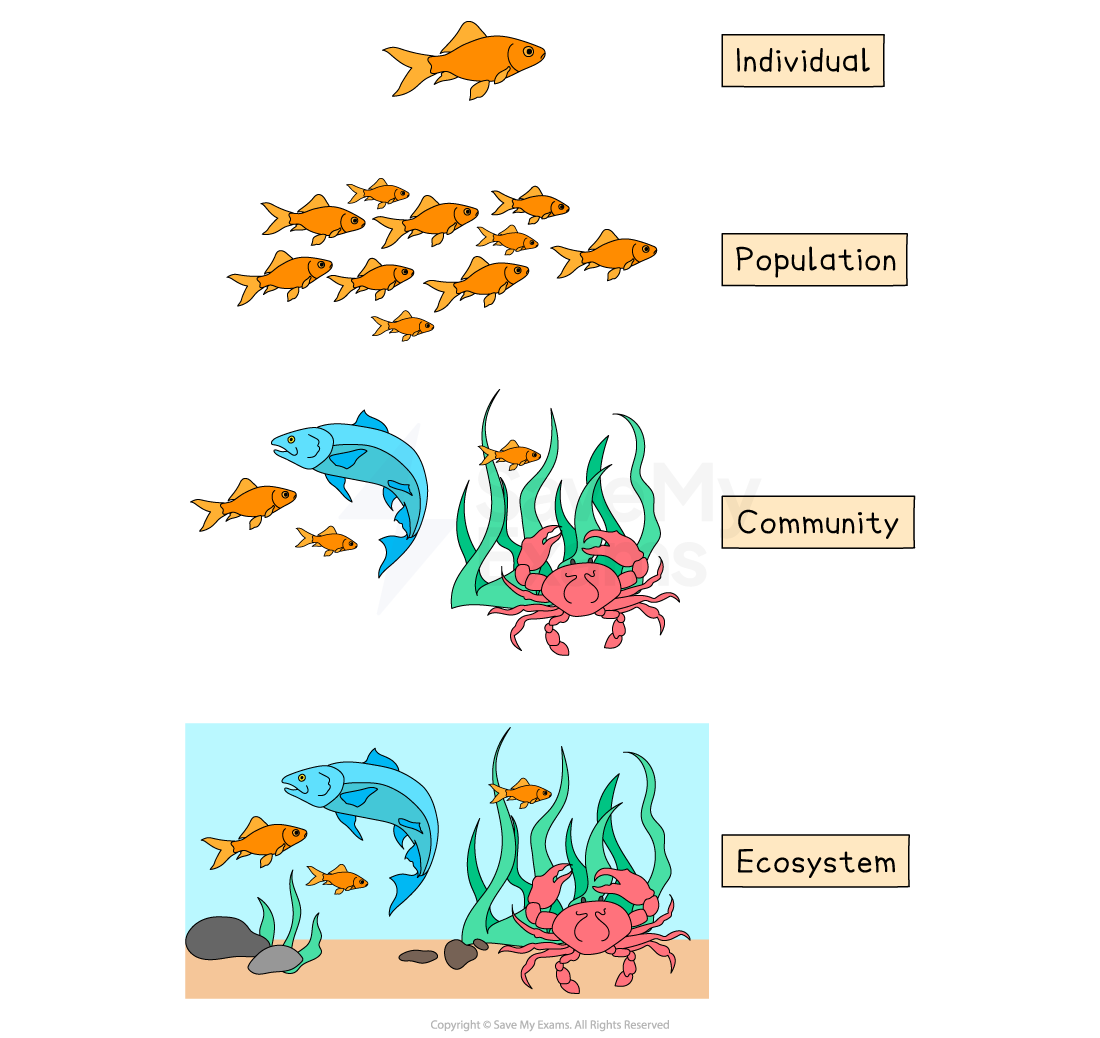 Diagram showing levels of organisation in an ecosystem using aquatic organisms. An individual is a single member of a species. A population consists of individuals of the same species living in the same area at the same time. A community consists of multiple populations of different species living and interacting in the same area. An ecosystem is the interaction between a community and the non-living, or abiotic, parts of the environment.