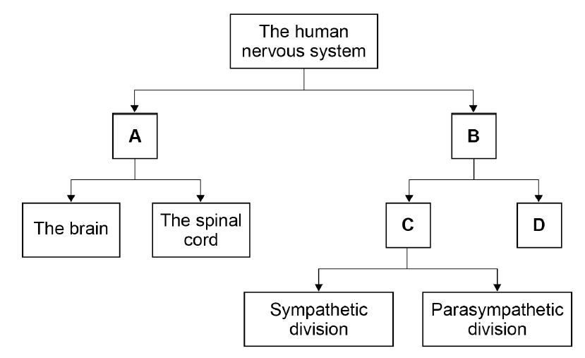 Flow diagram of the human nervous system: it branches to A and B; A branches to the brain and spinal cord, while B branches to C and D, and C branches to the sympathetic and parasympathetic divisions.