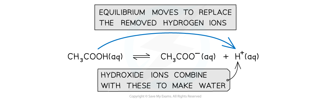 The acetic acid equilibrium (labelled to show added hydroxide) combines with hydrogen ions to form water and the equilibrium shifts right to replace them
