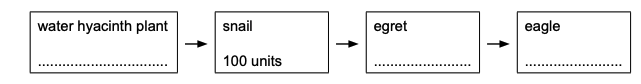Food-chain diagram showing water hyacinth plant → snail → egret → eagle. The snail box states “100 units”; dotted lines beneath the plant, egret and eagle labels are for entering energy values.