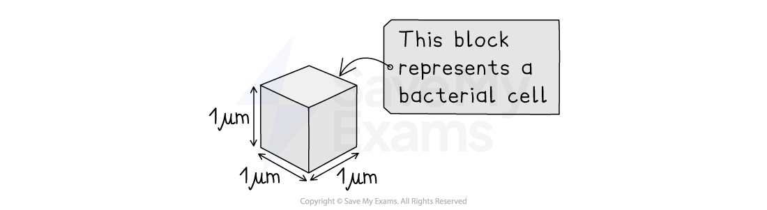 Diagram of a cube labelled “This block represents a bacterial cell”, with arrows showing length, width and height are each 1 micrometre.