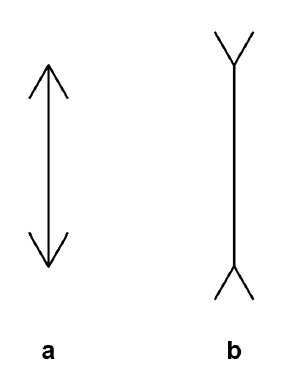 Diagram of the Müller-Lyer illusion: two equal vertical lines labelled “a” and “b”. Line a has fins extending down and out from each endpoint; line b has fins extending up and out.