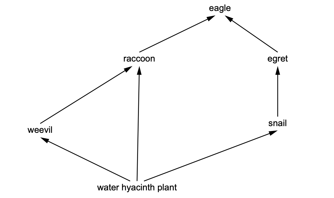 Food web diagram; arrows point from food to feeder. Water hyacinth plant is eaten by weevil, raccoon and snail; weevil by raccoon; snail by egret; and raccoon and egret by eagle.