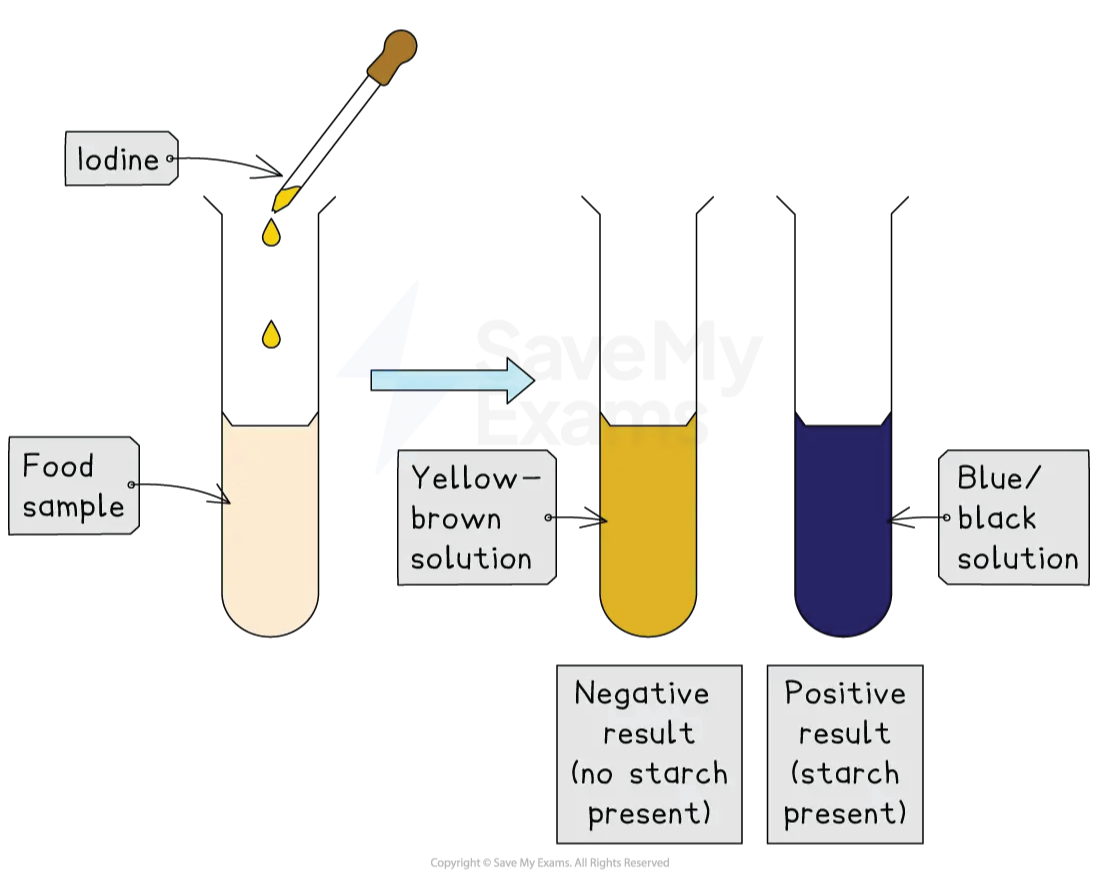 Diagram illustrating iodine test for starch: Add food sample to test tube, add iodine drops, observe colour change to yellow-brown (negative) or blue-black (positive).
