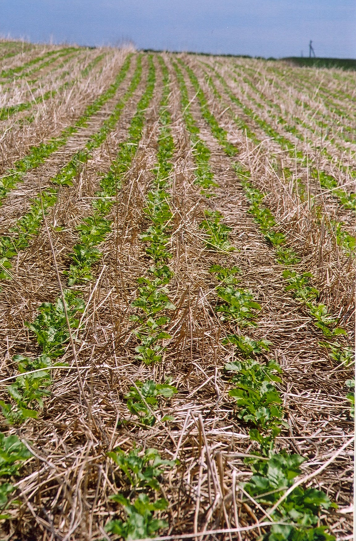 Photograph showing rows of young green crops growing through a thick layer of dry straw and plant stems covering the soil across a large field, illustrating organic mulch around the plants.