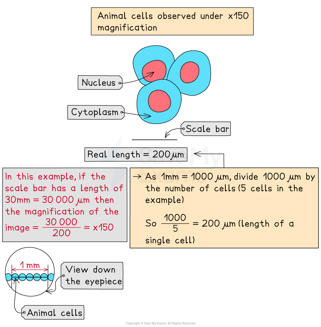 Animal cells observed under ×150 magnification

Rules for biological drawing
- Always draw what you see with a sharp pencil using clear, unbroken lines
- All structures drawn should be in proportion
- Label all features using straight, uncrossed lines

To calculate the size of a single cell
-  Place a clear plastic ruler on the stage next to the slide
- View the ruler and slide under the ×4 or ×10 objective lens and adjust focus to obtain a clear image
- Line the cells along 1 mm and count the number of cells that fit across that length
-  As 1 mm = 1000 µm, divide 1000 µm by the number of cells (5 cells in the example)