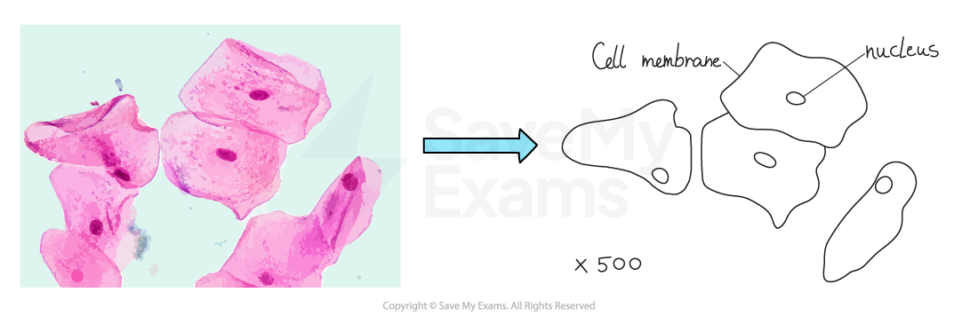 Microscope image of several pink animal cheek cells beside an unshaded biological drawing at ×500 magnification, with the cell membranes and nuclei labelled.