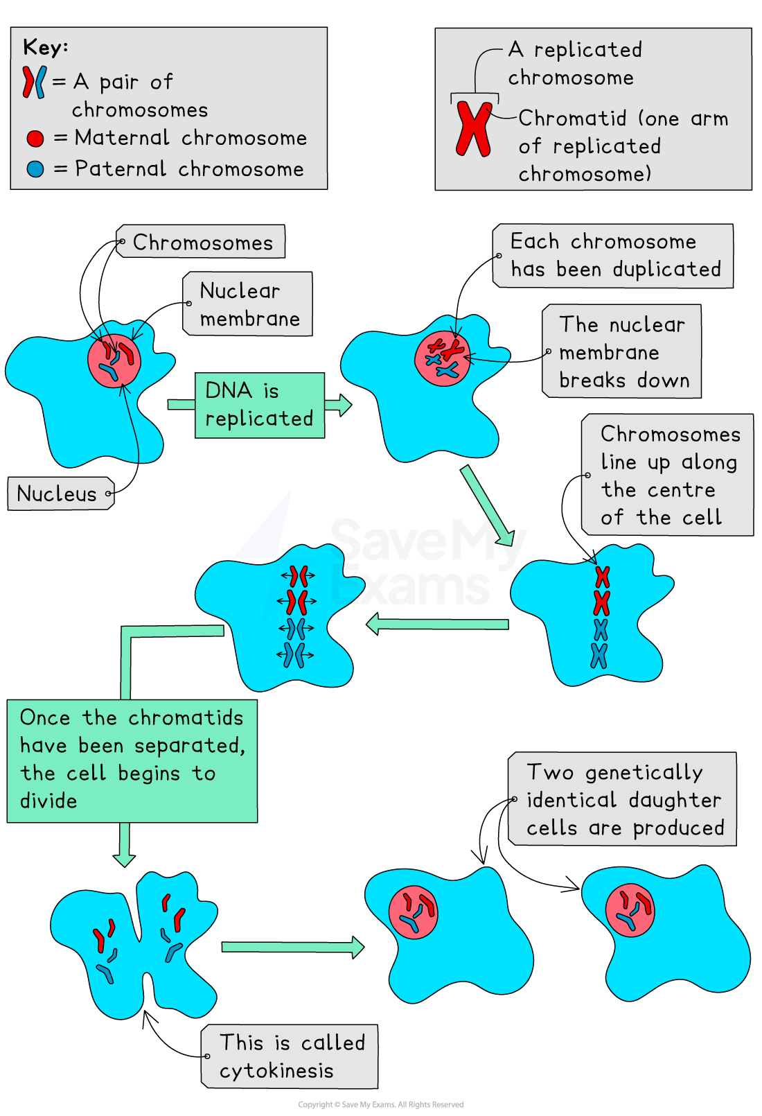 Diagram showing the process of cell division by mitosis
- The replication of chromosomes
- The breakdown of the nuclear membrane
- Chromosomes lining up along the cell equator
- Chromatid separating
- Cytokinesis
- Two genetically identical daughter cells produced