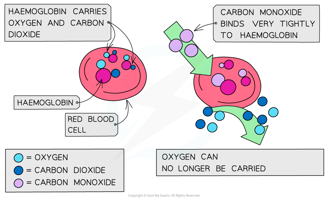 Red blood cells: haemoglobin carries oxygen and carbon dioxide, but carbon monoxide binds very tightly to haemoglobin so oxygen can no longer be carried