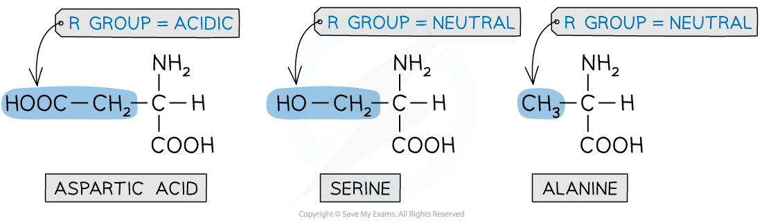 Three amino acids with their R groups highlighted: aspartic acid (acidic side chain), serine (neutral polar side chain) and alanine (neutral side chain)
