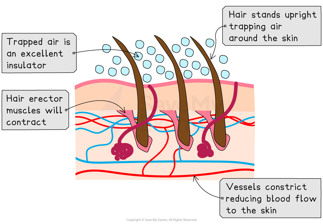 Responses in skin when cold, IGCSE & GCSE Biology revision notes