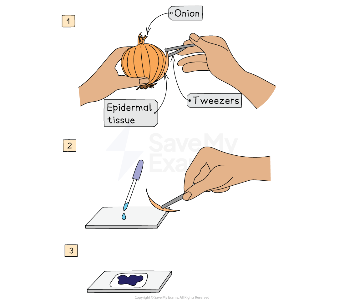 How to prepare a microscope slide of an onion:
Step 1: use tweezers to pull off a layer of epidermal tissue
Step 2: add a drop of water to a Clean slide and place the epidermal tissue on it.
Step 3: add a drop of iodine stain and place a cover slip
