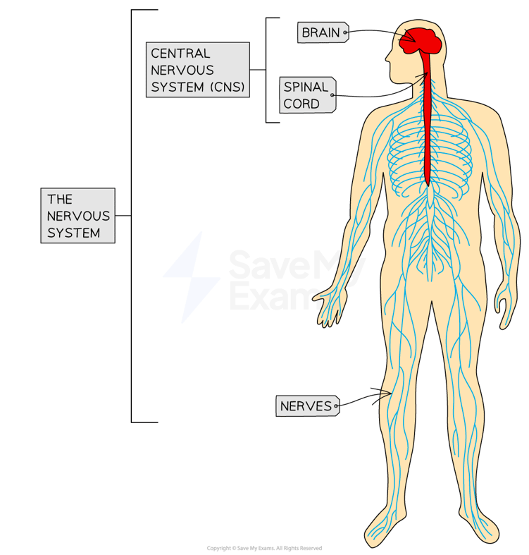 The Nervous System WJEC GCSE Biology Revision Notes 2018