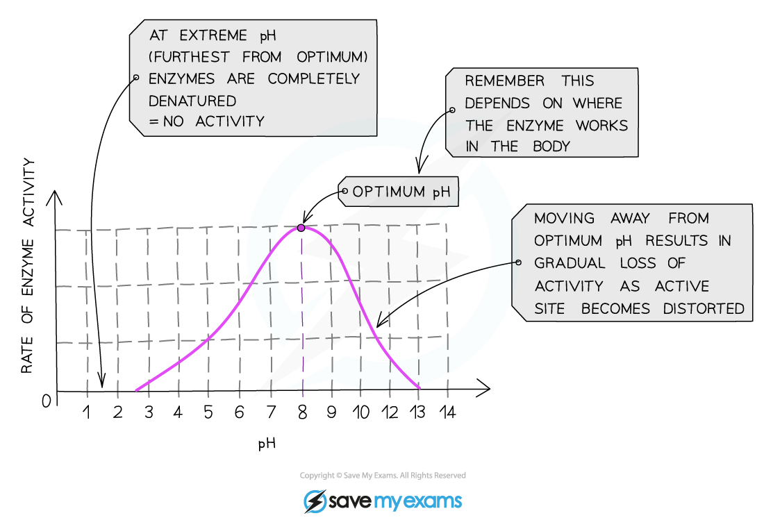 Graph showing effect of pH on rate of activity for an enzyme from duodenum, IGCSE & GCSE Biology revision notes