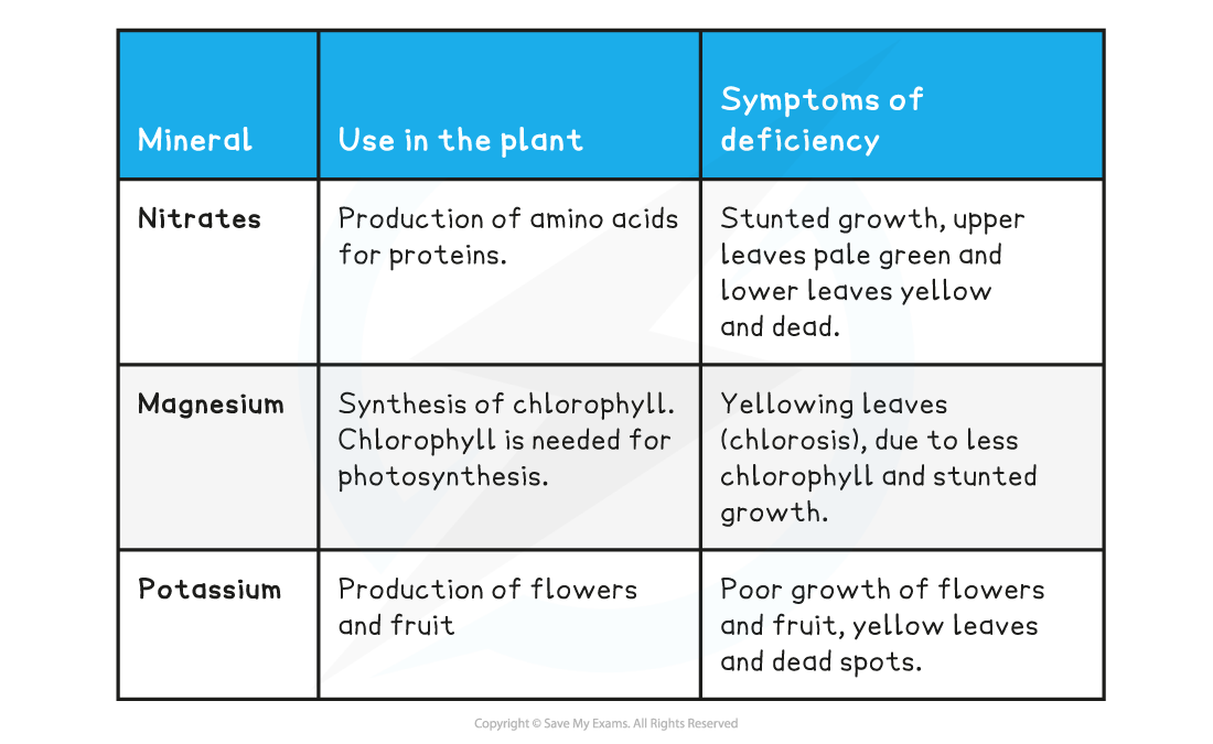 Mineral Deficiencies table 2, downloadable IGCSE & GCSE Biology revision notes